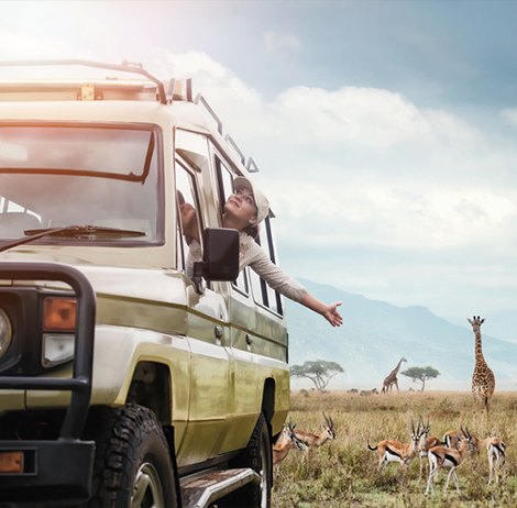 Wildlife